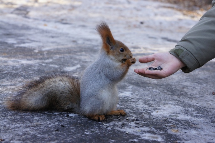 Ingyenes mókuspark nyílt Budapesten!